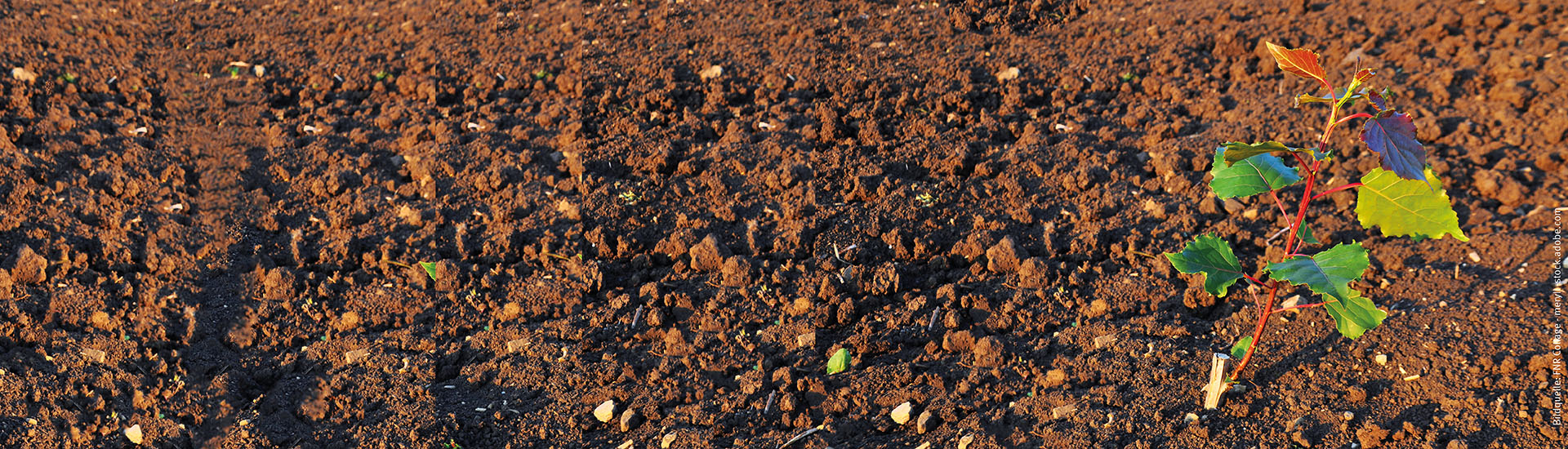 Agroforstsysteme - Pappel - Quelle: FNR Collage / merryll - stock.adobe.com