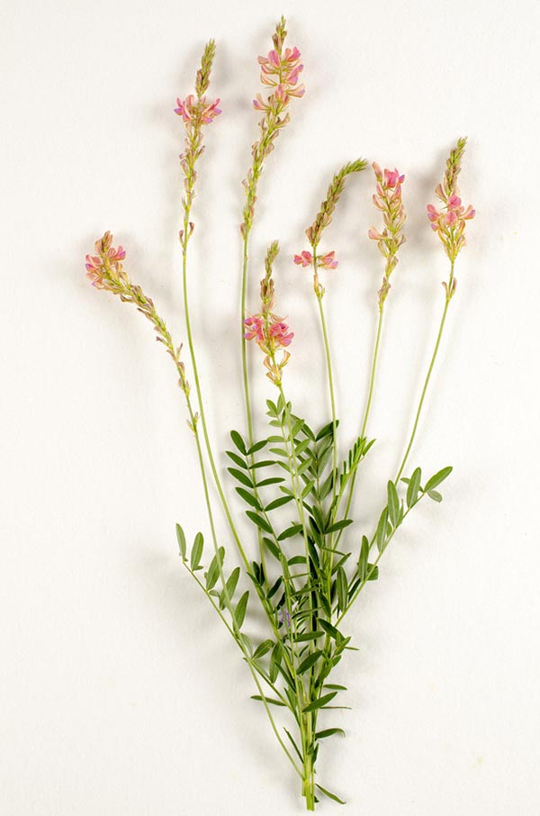 Eine Saat-Esparsette mit Blüten und Blättern auf weißem Hintergrund.
