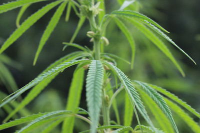 Faserhanf Cannabis sativa ssp. sativa. Foto: FNR/N. Paul/Wangeliner Garten