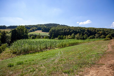 Agroforstsystem mit Pappeln und Erlen in der Aue des Odenbachs in Rheinland-Pfalz: Energieholz, Hochwasserschutz und Artenvielfalt. Foto: F. Wagener/IfaS