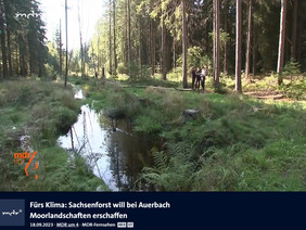 In der Sendung „MDR um 4“ berichtet der Sender über die Arbeiten des Waldklimafonds-Projektes „MooReSax“ zur Renaturierung des Waldmoores bei Auerbach im Erzgebirge. Quelle: ARD Mediathek