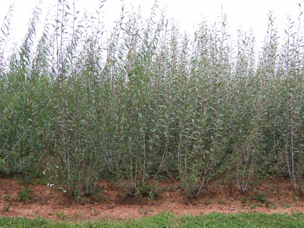 Pharmaweide (Salix spec.)
