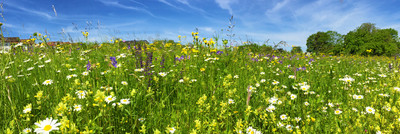 Blühwiesen sind ein Paradies für Insekten und sichern die Artenvielfalt
