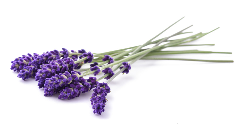 Lavendel. ©Scisetti Alfio - stock.adobe.com