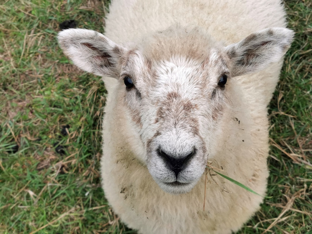 Ein junges Schaf schaut in die Kamera. Foto: FNR/N. PaulN