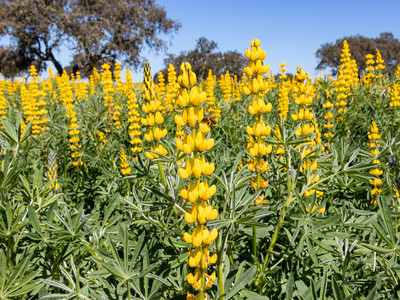 Ein Feld mit gelben Lupinen in voller Blüte. Foto: Alfredo - stock.adobe.com
