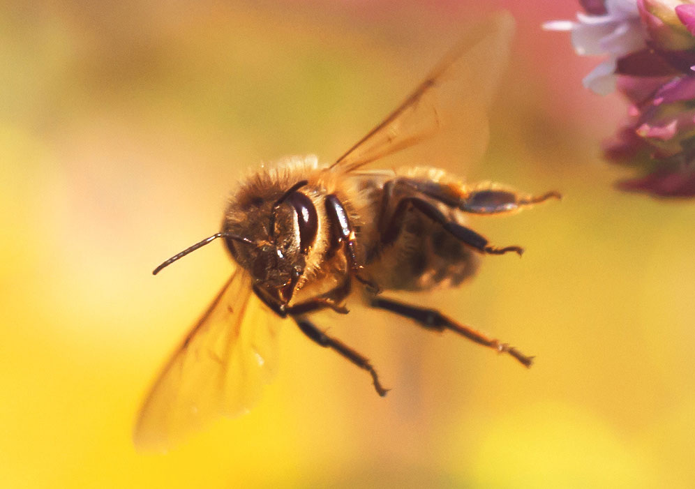 Fliegende Biene. Foto: www.ingo-bartussek.de