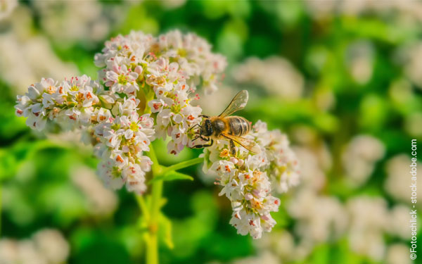 Biene auf Buchweizenblüte. Foto: Fotoschlick/adobe.stock.com